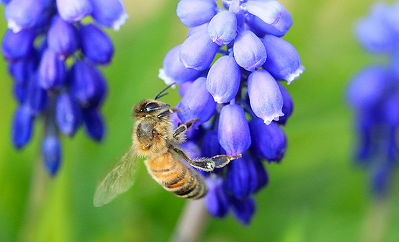 Bee in muscaris