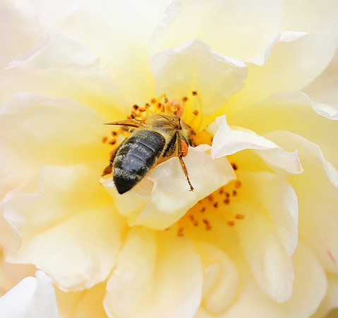 Bee in the rose Ghyslaine de Feligonde