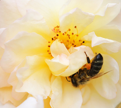 Bee in the rose Ghyslaine de Feligonde