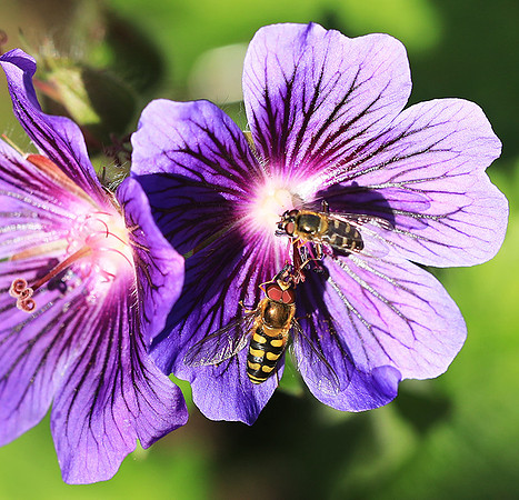 In geranium