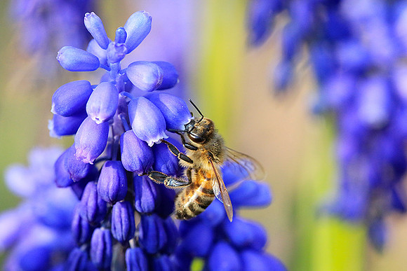 Bee in muscaris