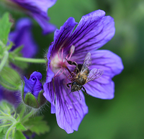 Bee in geranium