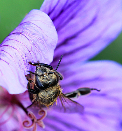 Bee in geranium