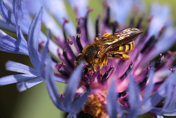 Bee in centaureas