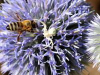 In echinops ritro