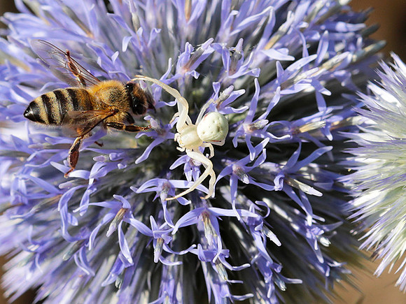 In echinops ritro