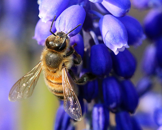 Bee in muscaris