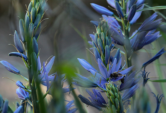 Bee in camassia
