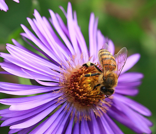 In an aster