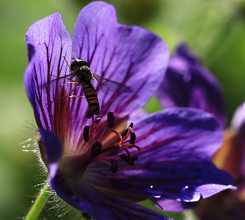 In geranium