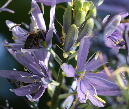 Bee in camassia