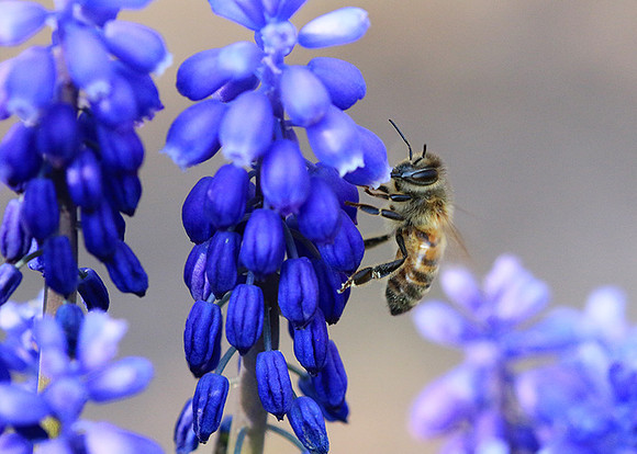 Bee in muscaris