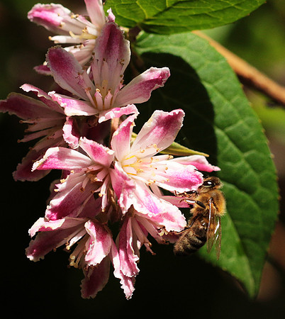 In Deutzia