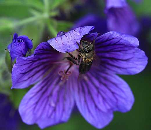 Bee in geranium