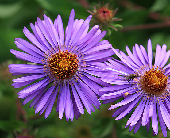 In an aster