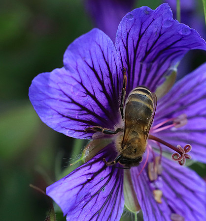 Bee in geranium