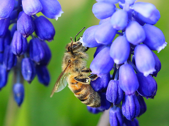 Bee in muscaris