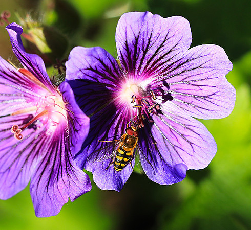 In geranium