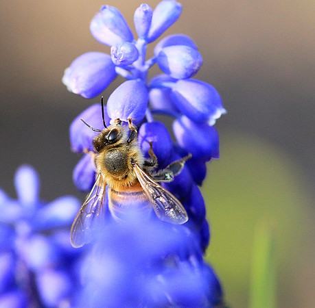 Bee in muscaris