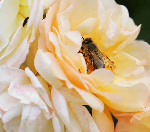 Bee in the rose Ghyslaine de Feligonde