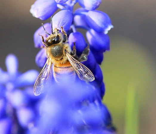 Bee in muscaris