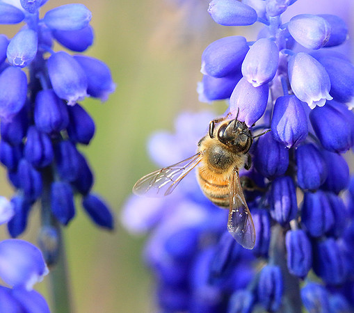Bee in muscaris