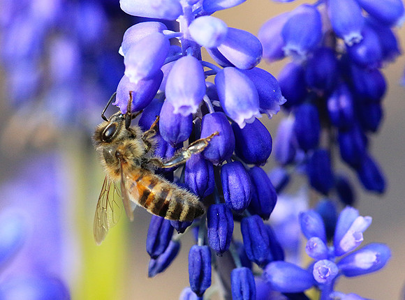 Bee in muscaris