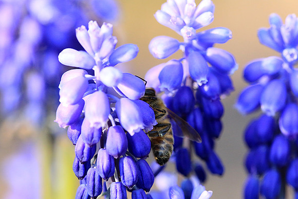 Bee in muscaris
