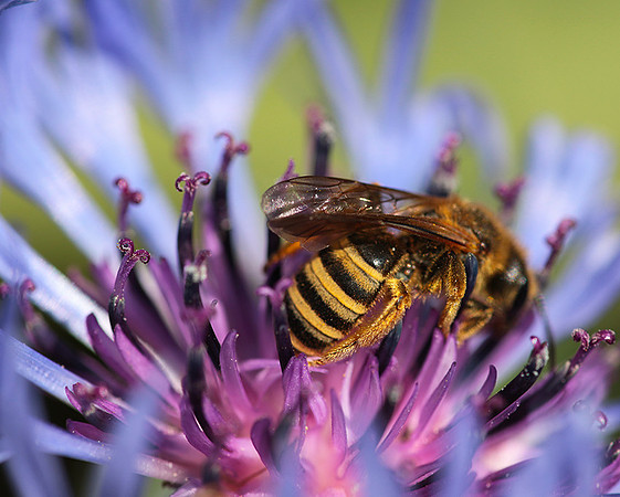 Bee in centaureas