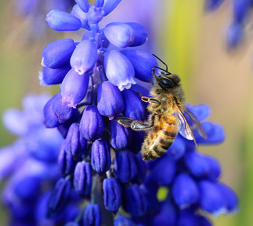 Bee in muscaris