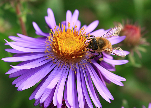 In an aster