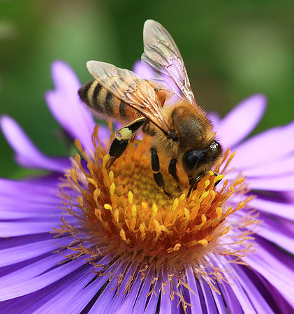 In an aster