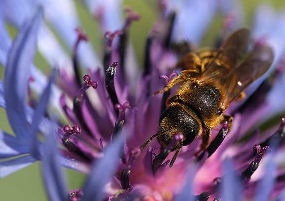 Bee in centaureas