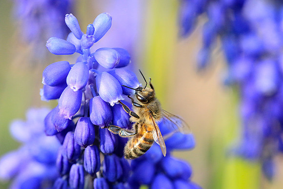 Bee in muscaris