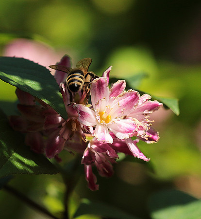 In Deutzia