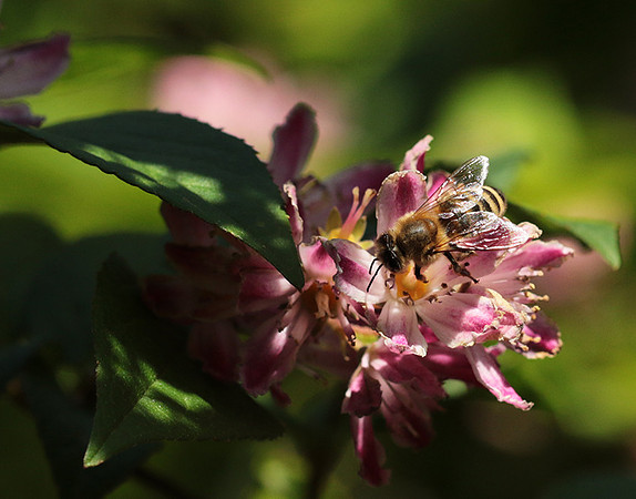In Deutzia