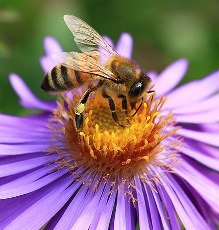 In an aster