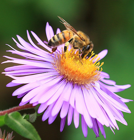 In an aster