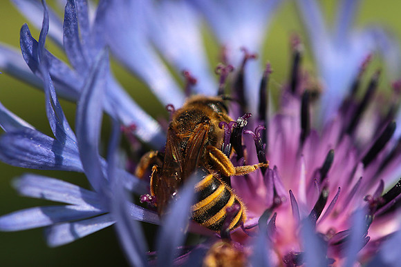 Bee in centaureas