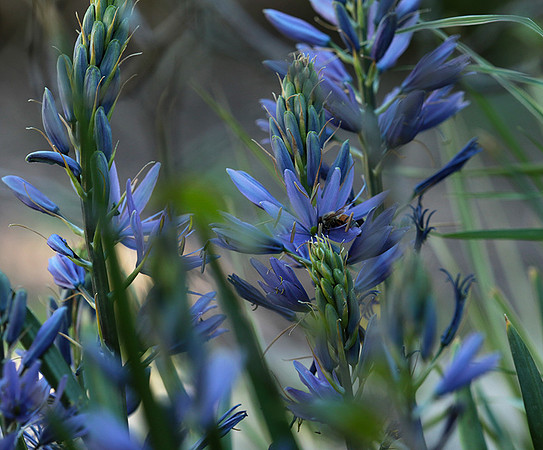 Bee in camassia