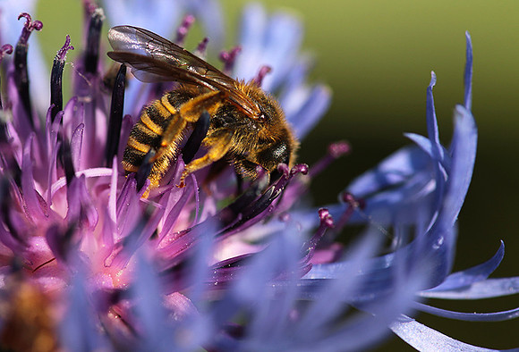 Bee in centaureas