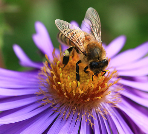In an aster