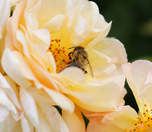 Bee in the rose Ghyslaine de Feligonde