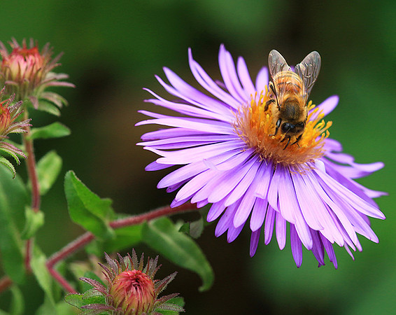 In an aster