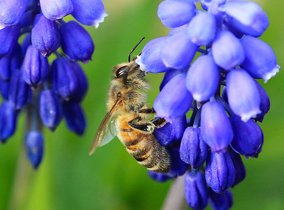 Bee in muscaris