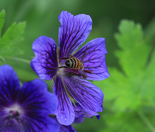 Bee in geranium