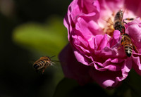 In roses
