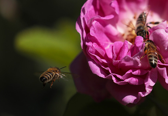 In roses