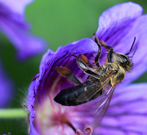 Bee in geranium