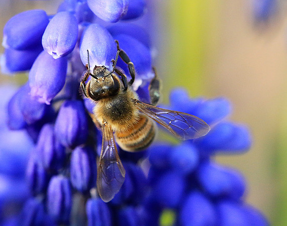 Bee in muscaris